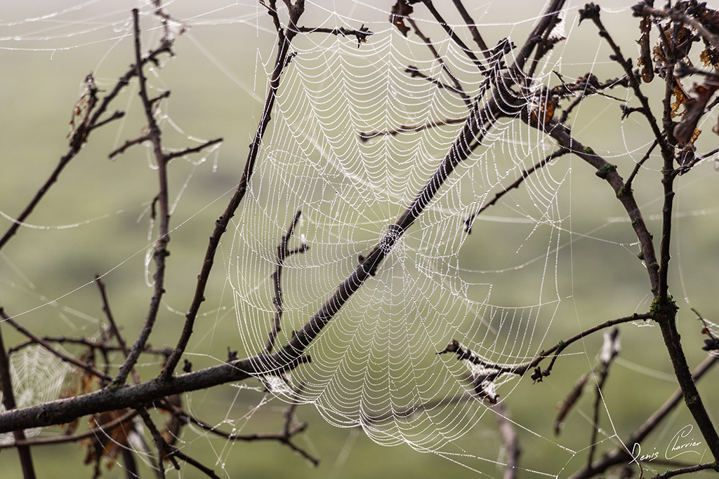 Toile d'araignée recouverte de gouttelettes de rosée